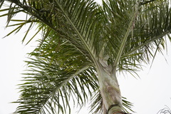 Dypsis pembana