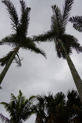Dypsis pembana