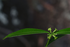 Wikstroemia