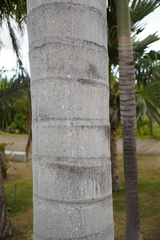 Dypsis pembana