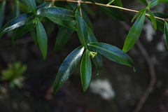 Wikstroemia
