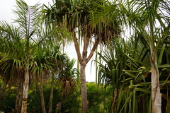 Pandanus