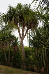 Pandanus