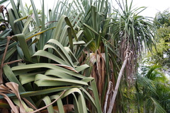 Pandanus