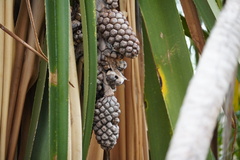 Pandanus