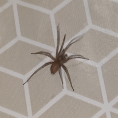 Araneae