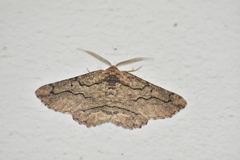 Menophra japygiaria
