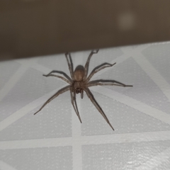 Araneae