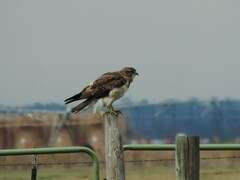 Buteo swainsoni