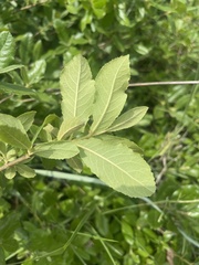 Anastrabe integerrima