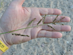 Urochloa mutica