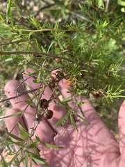 Leptospermum polygalifolium