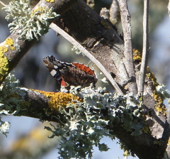 Vanessa atalanta atalanta