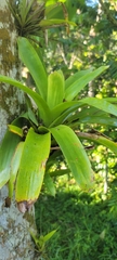 Tillandsioideae