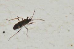 Dieuches armatipes