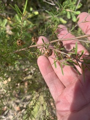 Leptospermum polygalifolium