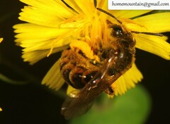Andrena knuthiformis