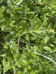 Anastrabe integerrima