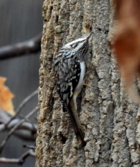 Certhia americana