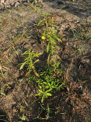 Ludwigia hyssopifolia