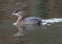 Podilymbus podiceps