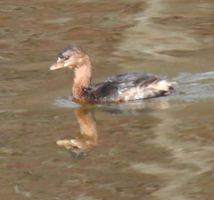 Podilymbus podiceps
