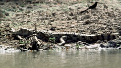 Crocodylus suchus