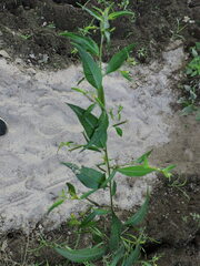 Ludwigia hyssopifolia