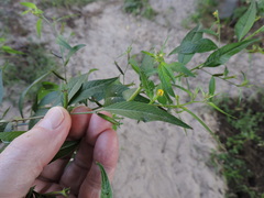 Ludwigia hyssopifolia