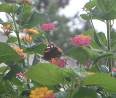 Vanessa atalanta atalanta