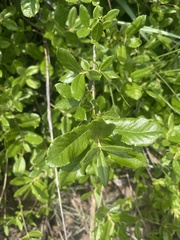 Anastrabe integerrima