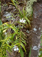 Dendrobium cunninghamii