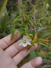 Dendrobium cunninghamii