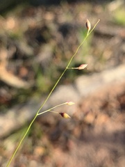 Panicum