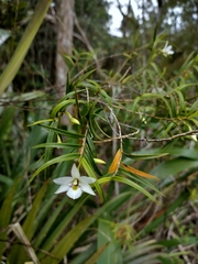 Dendrobium cunninghamii