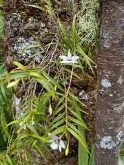 Dendrobium cunninghamii