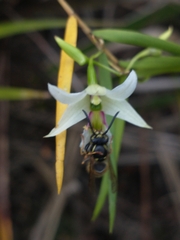 Dendrobium cunninghamii