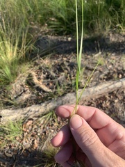 Panicum
