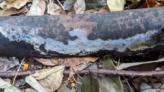 Amaurodon