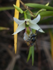 Dendrobium cunninghamii