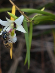 Dendrobium cunninghamii