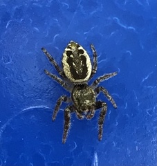 Eris militaris