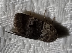 Thoracolopha flexirena