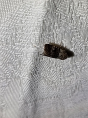 Thoracolopha flexirena