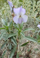 Viola arborescens