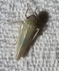 Cofana spectra