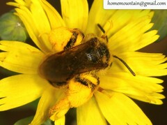 Andrena knuthiformis