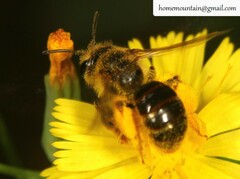 Andrena knuthiformis