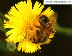 Andrena knuthiformis