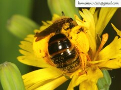 Andrena knuthiformis